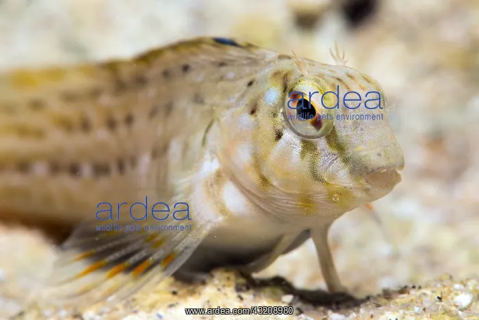 : Blenny (Blenniidae sp) portrait, Around the Island : Blenny (Blenniidae sp) portrait, Around the Island