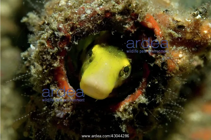  : Blenny in bottle