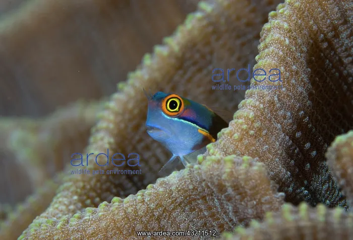 : Blenny fish (Blenniidae) poking it's head : Blenny fish (Blenniidae) poking it's head
