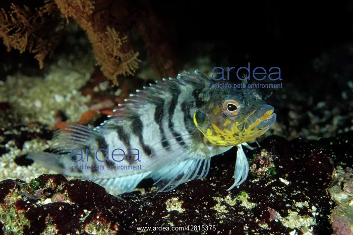 : Blenny Galapagos Islands UNESCO Natural World Heritage Site : Blenny Galapagos Islands UNESCO Natural World Heritage Site