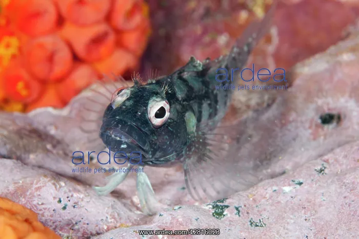 : Blenny, Malpelo Island, National Park, Natural World Heritag : Blenny, Malpelo Island, National Park, Natural World Heritag