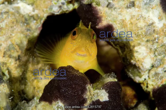 : Blenny, Parablennius pilicornis, female, Punta Madonna dive- : Blenny, Parablennius pilicornis, female, Punta Madonna dive-