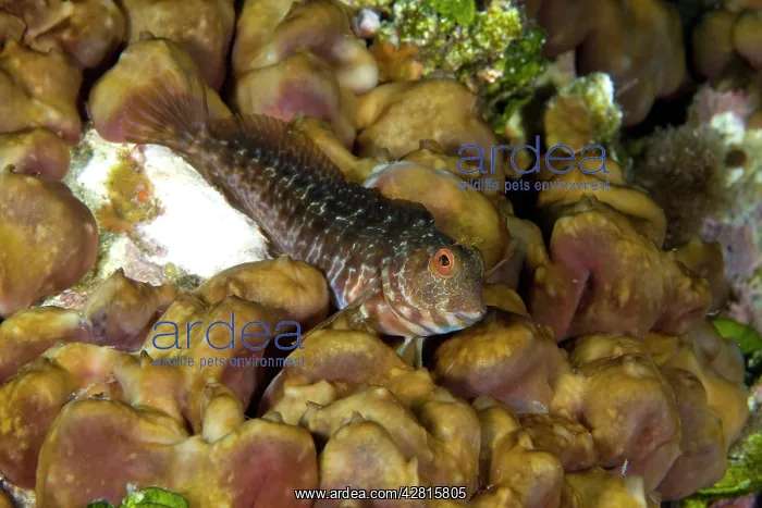 : Blenny, Parablennius pilicornis, male, Punta Madonna dive-si : Blenny, Parablennius pilicornis, male, Punta Madonna dive-si