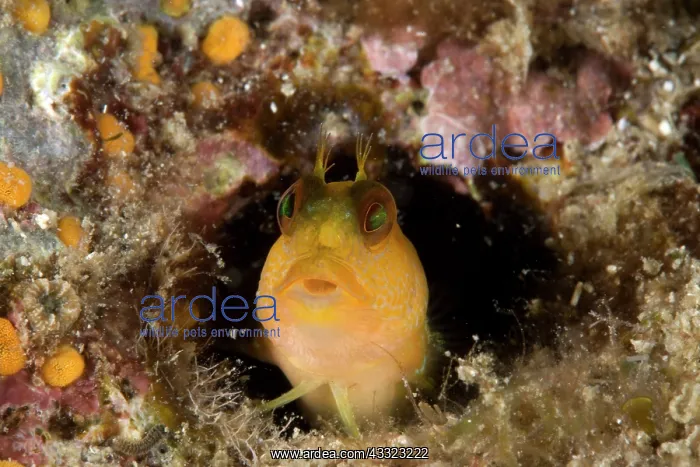 : Blenny, Parablennius zvonimiri, Vervece rock, Marine Protect : Blenny, Parablennius zvonimiri, Vervece rock, Marine Protect