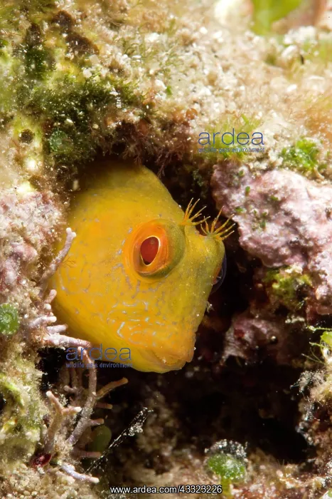 : Blenny, Parablennius zvonimiri, Vervece rock, Marine Protect : Blenny, Parablennius zvonimiri, Vervece rock, Marine Protect