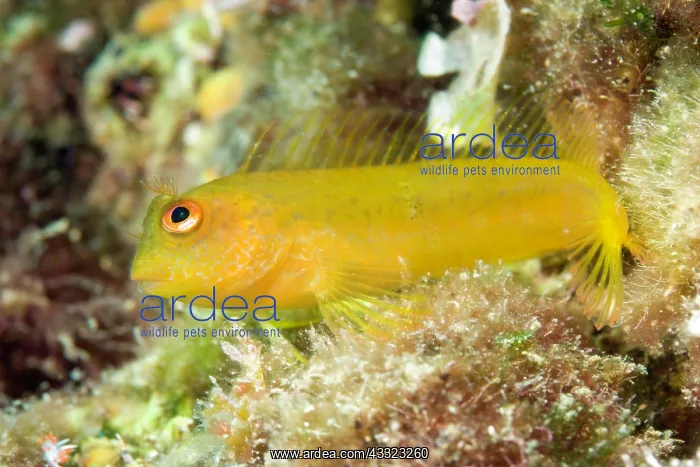 : Blenny, Parablennius zvonimiri, Vervece rock, Marine Protect : Blenny, Parablennius zvonimiri, Vervece rock, Marine Protect