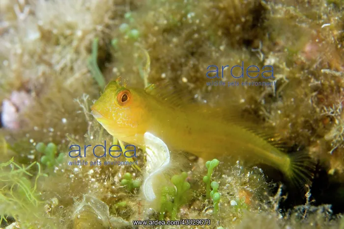 : Blenny, Parablennius zvonimiri, Ischia Island, Italy, Tyrrhe : Blenny, Parablennius zvonimiri, Ischia Island, Italy, Tyrrhe