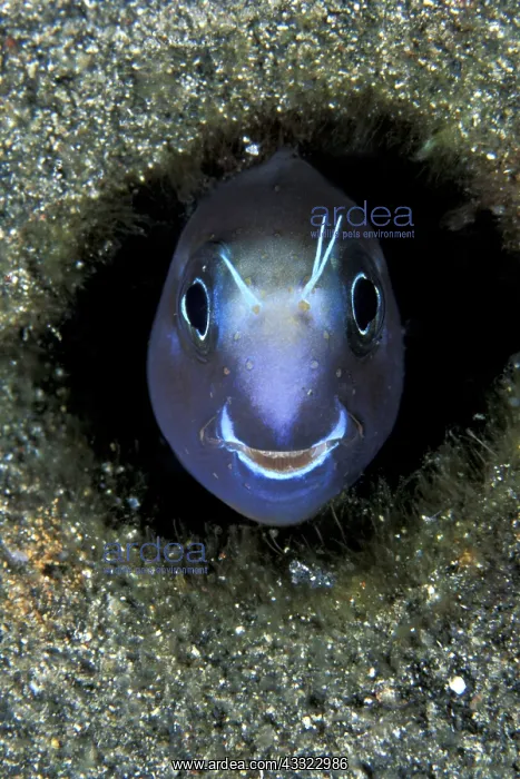 : blenny portrait, Ecsenius sp. Witu Islands, West New Brita : blenny portrait, Ecsenius sp. Witu Islands, West New Brita