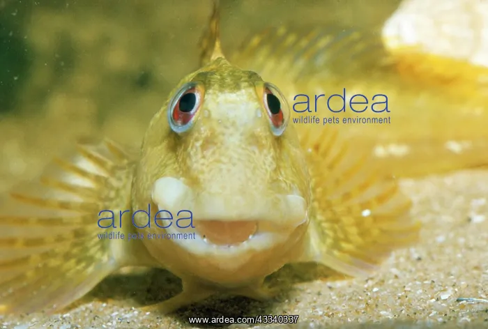 : Blenny / Shanny : Blenny / Shanny