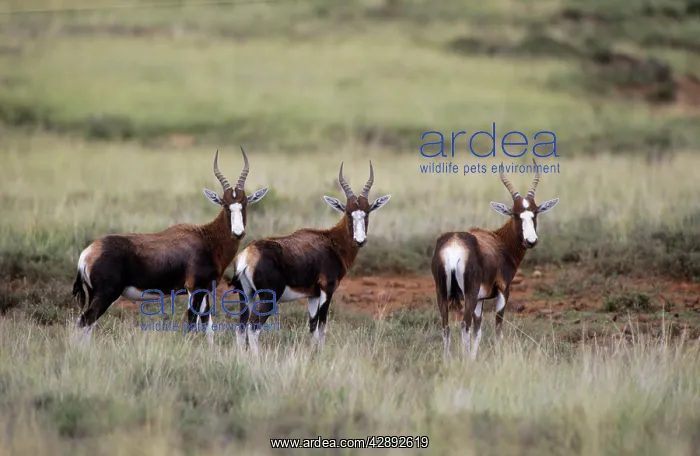 : BLESBOK - three : BLESBOK - three