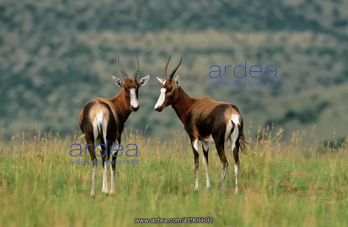 : BLESBOK (Damaliscus dorcas phillipsi) : BLESBOK (Damaliscus dorcas phillipsi)