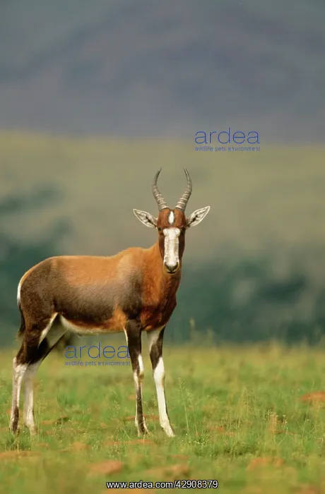 : BLESBOK (Damaliscus dorcas phillipsi) : BLESBOK (Damaliscus dorcas phillipsi)