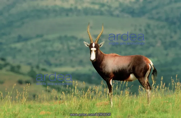 : BLESBOK (Damaliscus dorcas phillipsi) : BLESBOK (Damaliscus dorcas phillipsi)