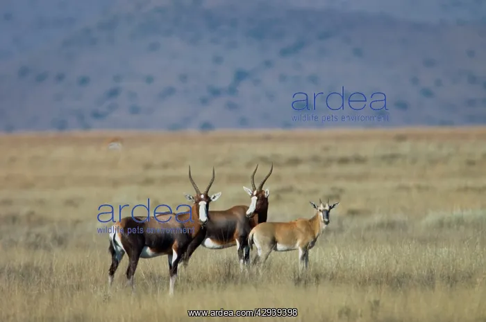 : Blesbok - with calf : Blesbok - with calf