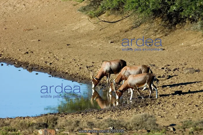 : Blesbok - drinking : Blesbok - drinking