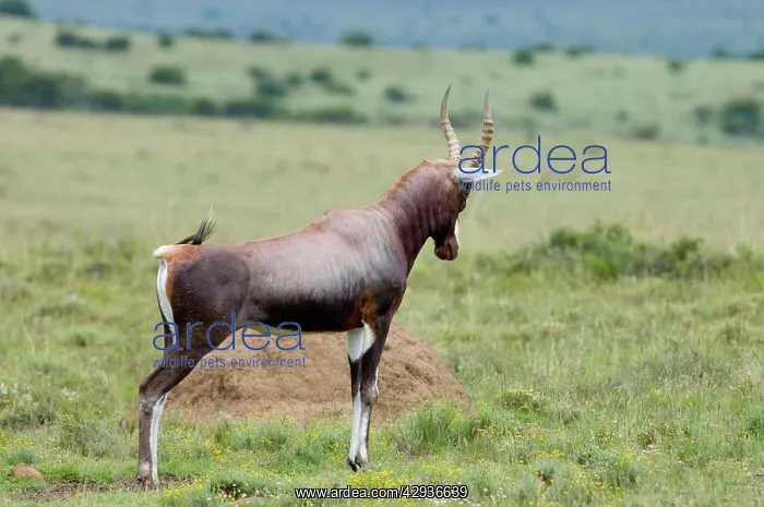 : Blesbok - Male displaying on stamping ground : Blesbok - Male displaying on stamping ground