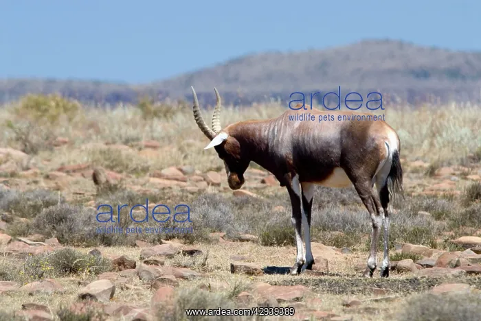 : Blesbok - male in territorial display pose : Blesbok - male in territorial display pose