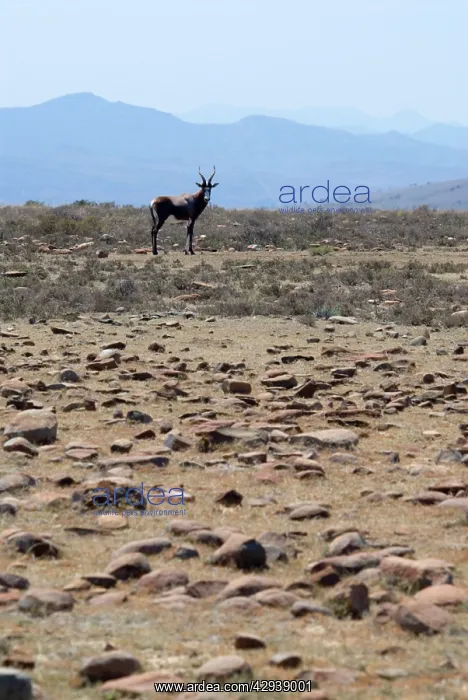: Blesbok - in rocky grassland habitat : Blesbok - in rocky grassland habitat