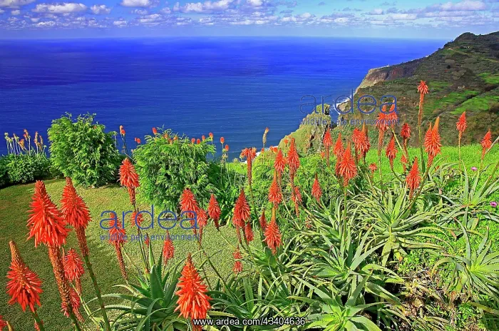 : Blick auf Atlantik, Aloen, Prazeres, Sadkaste, Insel Madeira : Blick auf Atlantik, Aloen, Prazeres, Sadkaste, Insel Madeira