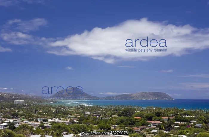 : Blick auf Maunalua Bay und Koko Head, Oahu, Pazifik : Blick auf Maunalua Bay und Koko Head, Oahu, Pazifik