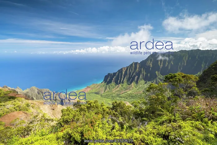  : Blick vom Kalalau Lookout ins Kalalau Valley, Kokee