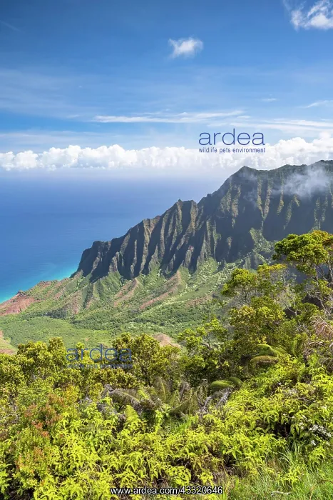 : Blick vom Kalalau Lookout ins Kalalau Valley, Kokee : Blick vom Kalalau Lookout ins Kalalau Valley, Kokee