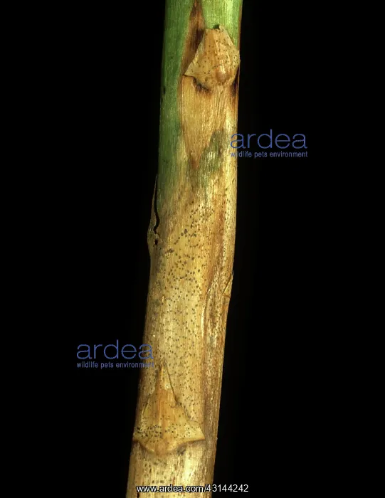 : Blight. A blight (Phomopsis vexans) lesion on an aubergine or eggplant stem : Blight. A blight (Phomopsis vexans) lesion on an aubergine or eggplant stem