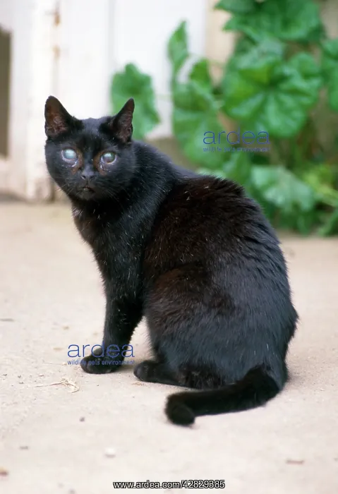: BLIND CAT : BLIND CAT