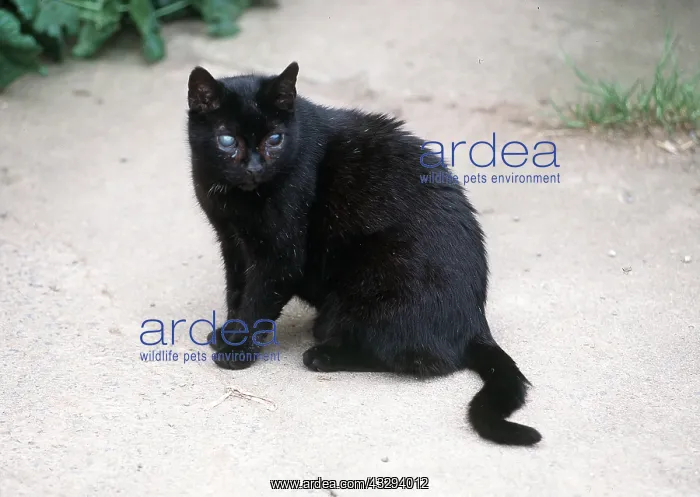 : BLIND CAT : BLIND CAT