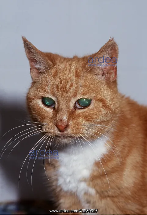 : BLIND CAT - HEAD CLOSE UP : BLIND CAT - HEAD CLOSE UP