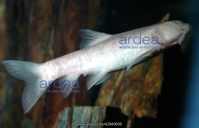 : Blind cave fish : Blind cave fish