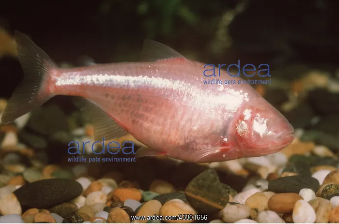 : BLIND CAVE FISH : BLIND CAVE FISH