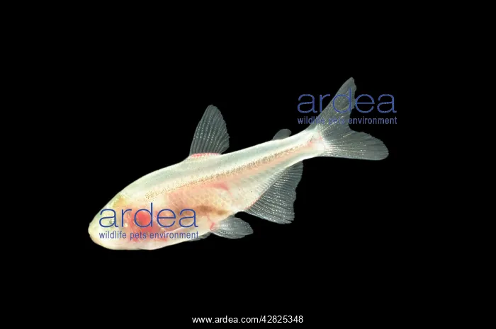 : Blind Cave TETRA FISH : Blind Cave TETRA FISH
