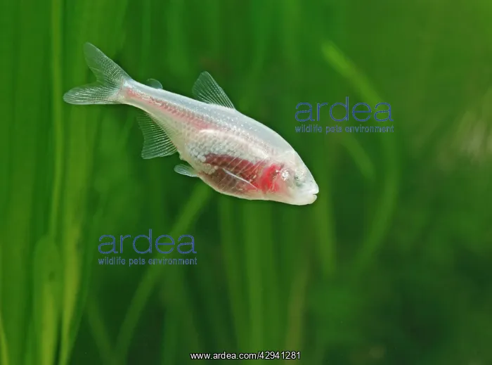 : Blind cave tetra - side view, tropical freshwater : Blind cave tetra - side view, tropical freshwater