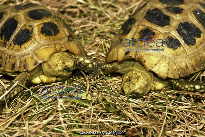: Blind elongated tortoises : Blind elongated tortoises