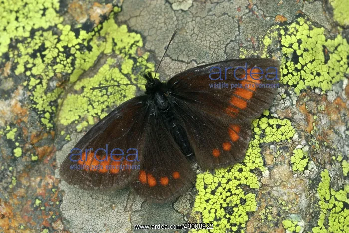  : Blind Ringlet