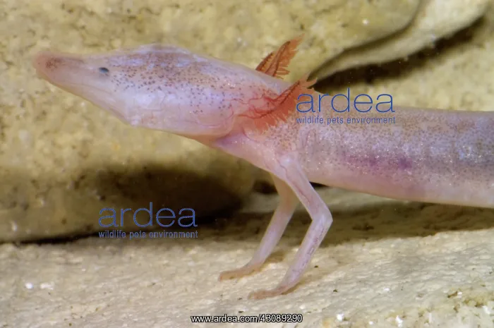 : Blind Salamander : Blind Salamander