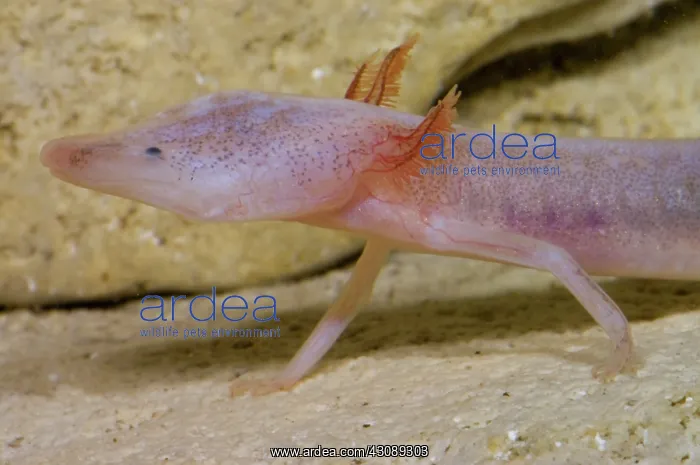 : Blind Salamander : Blind Salamander