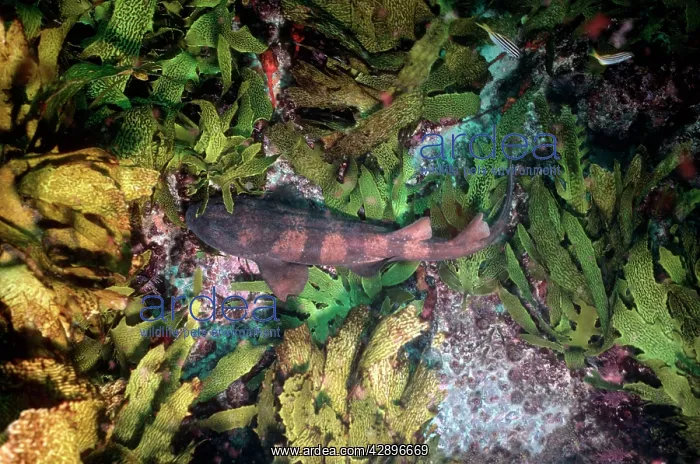 : Blind Shark - Small species, less than 1 m : Blind Shark - Small species, less than 1 m