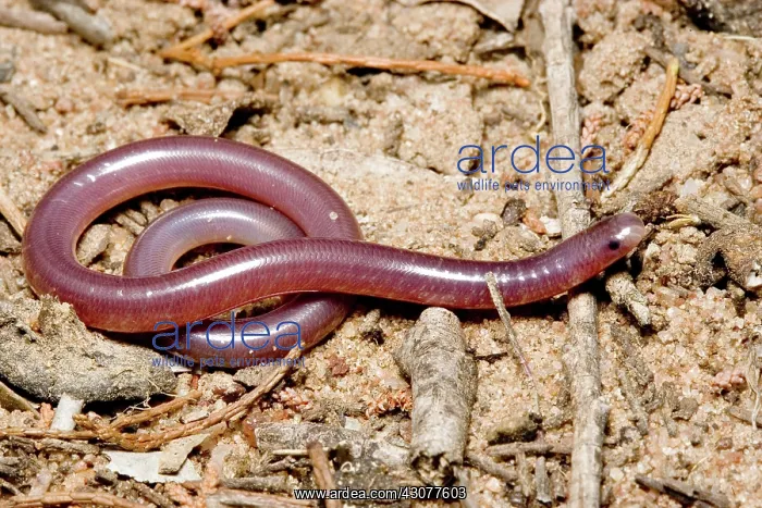 : Blind snake : Blind snake