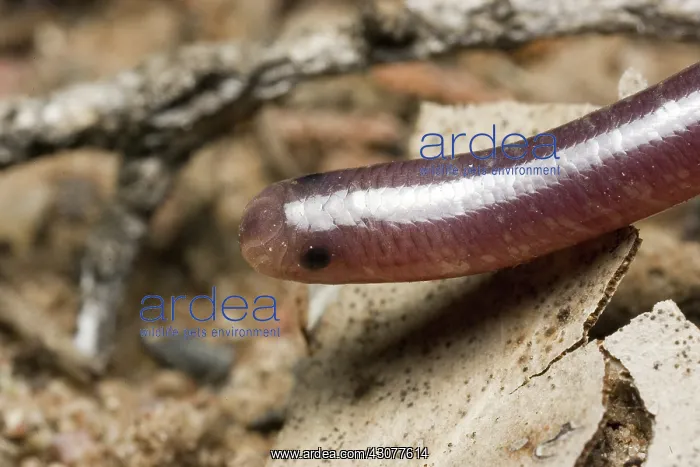 : Blind snake : Blind snake