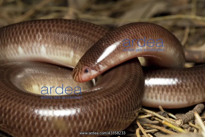 : Blind Snake, Australia : Blind Snake, Australia