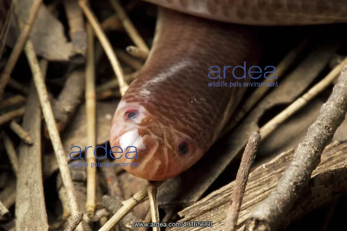 : Blind Snake, Australia : Blind Snake, Australia