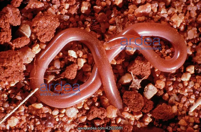 : Blind Snake - On gravel : Blind Snake - On gravel