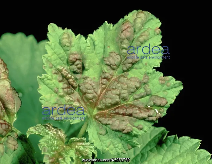 : Blister Aphid Damage : Blister Aphid Damage