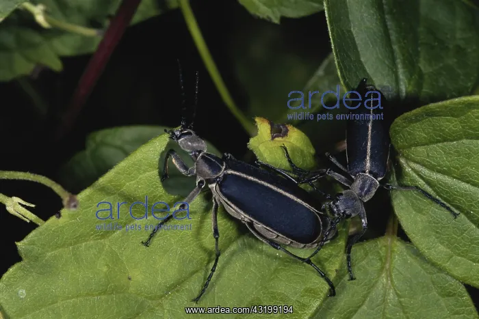 : Blister Beetle Courtship : Blister Beetle Courtship