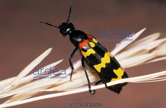 : Blister Beetle - warning colours : Blister Beetle - warning colours