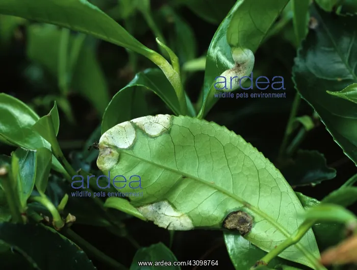 : Blister blight on tea leaves : Blister blight on tea leaves