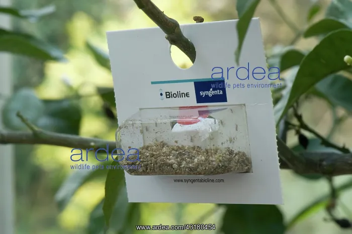 : Blister Pack of Aphidoletes Aphidimyza : Blister Pack of Aphidoletes Aphidimyza