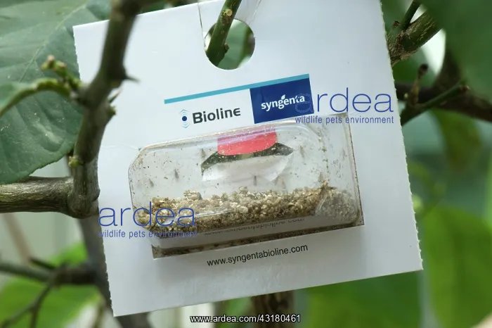 : Blister Pack of Aphidoletes Aphidimyza : Blister Pack of Aphidoletes Aphidimyza